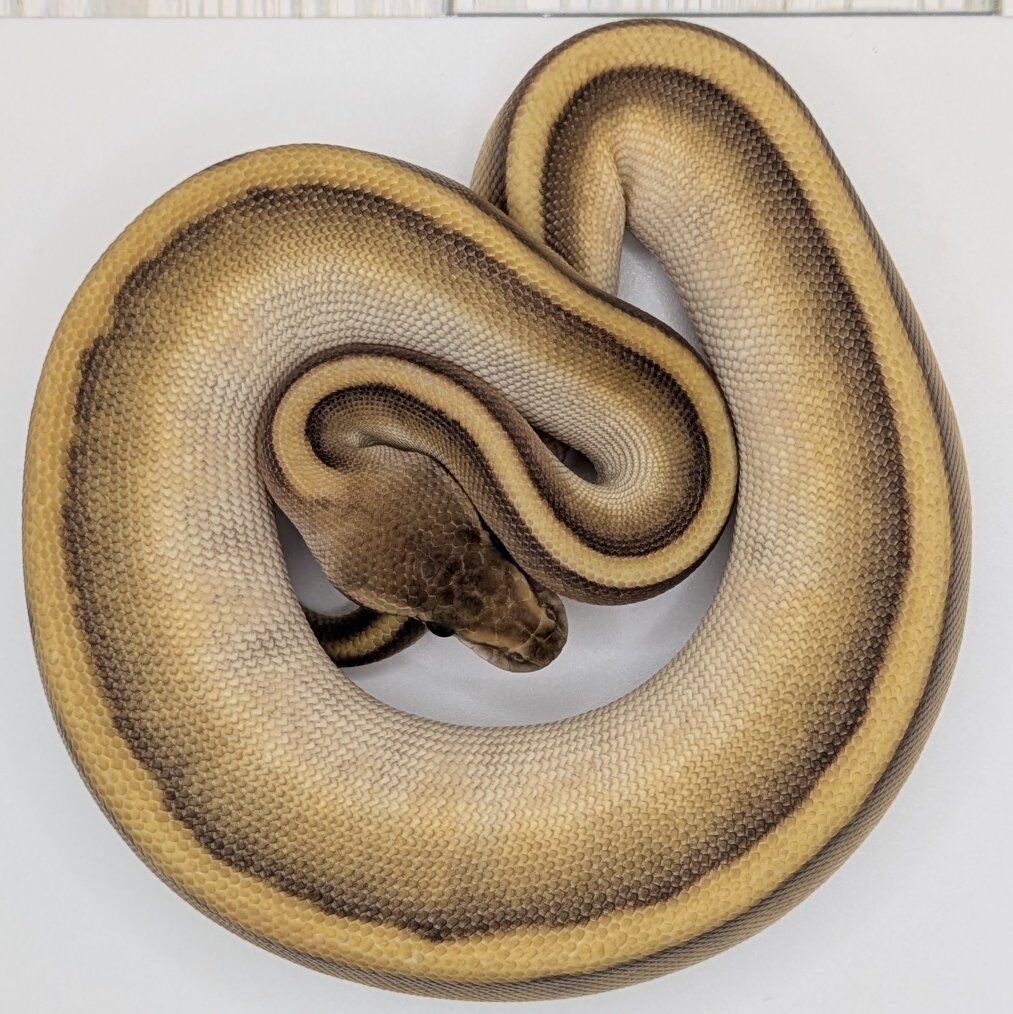 2025 Butter Genetic Stripe Female Ball Pythons