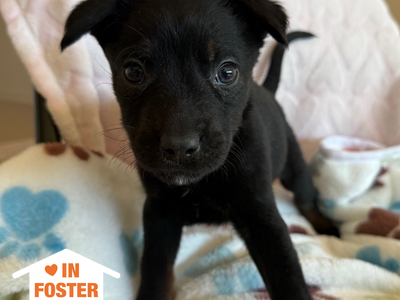 Hello my name is Mappy