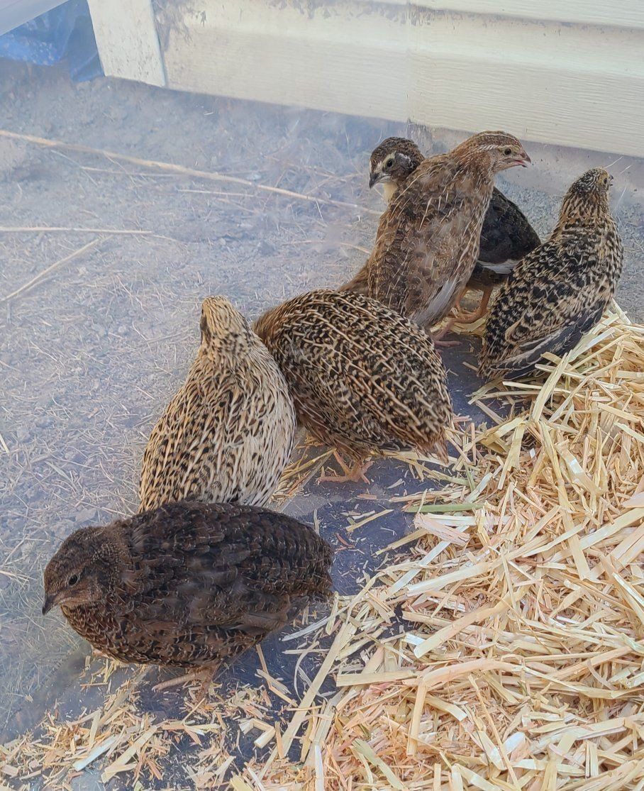 5 week old Cutornix Quail!