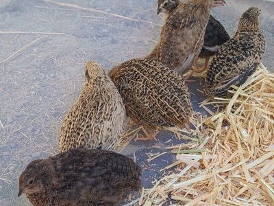 5 week old Cutornix Quail!