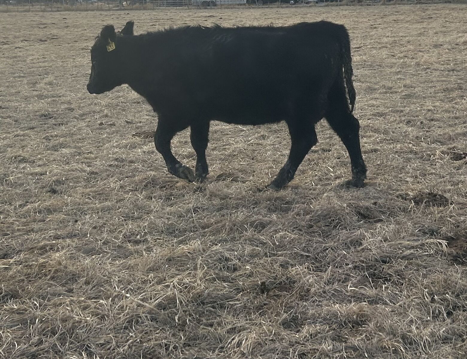 3 Head of 2 year old pregnant heifers