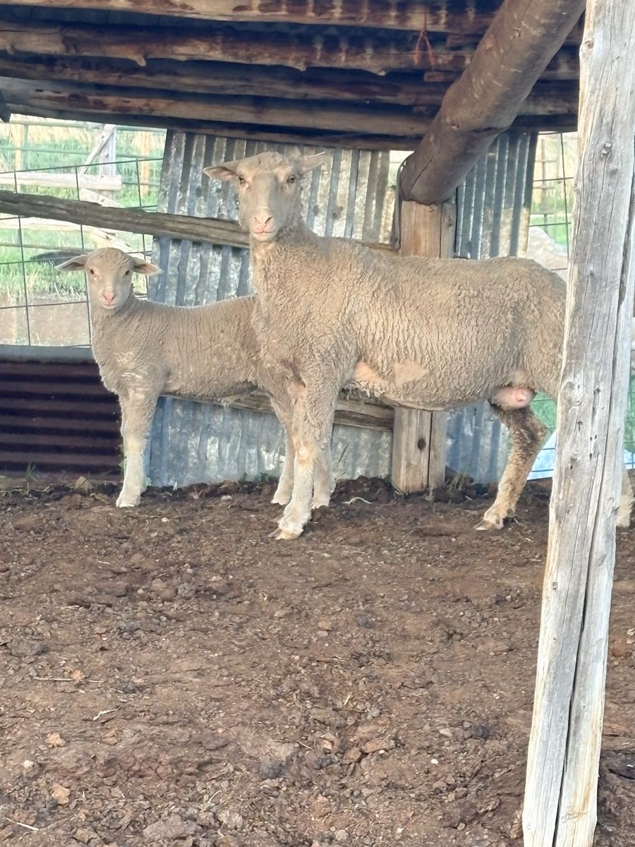 Rambouillet Ewes and lambs