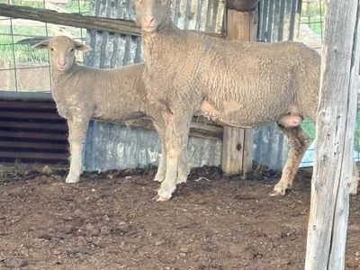 Rambouillet Ewes and lambs