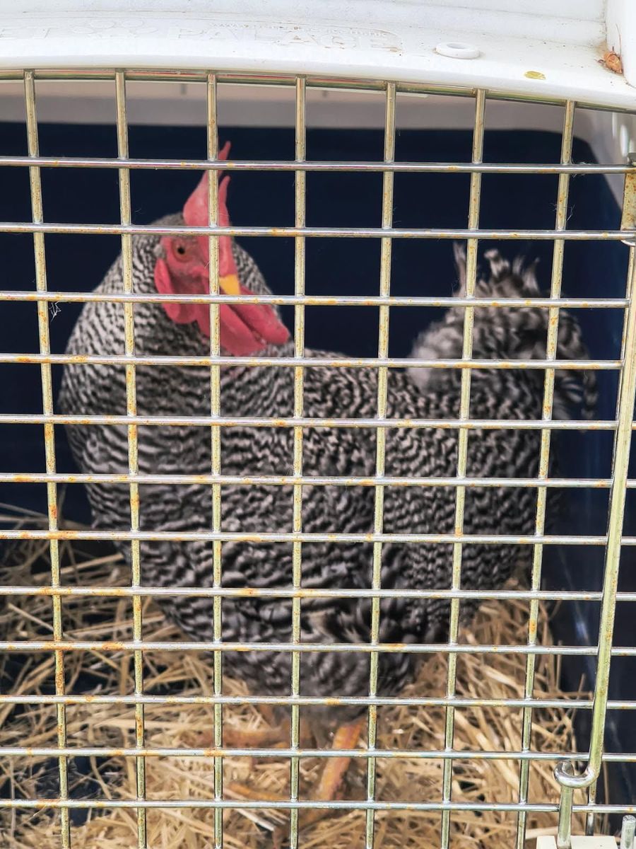 Rooster in need of a good home