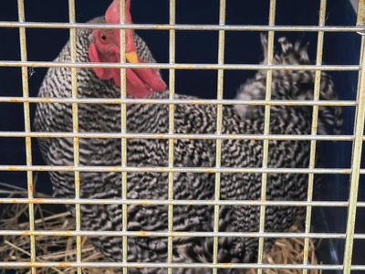 Rooster in need of a good home
