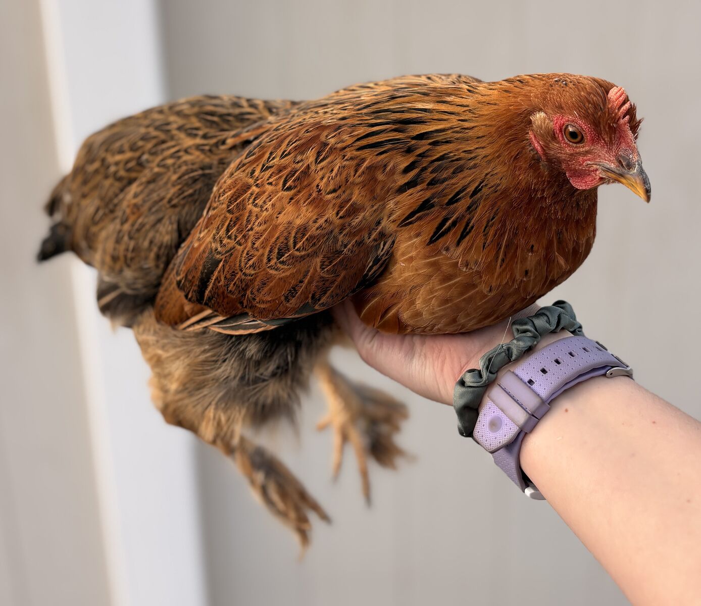 Bantam Cochin Mix Chicken Hen Pullet
