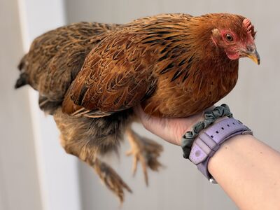 Bantam Cochin Mix Chicken Hen Pullet