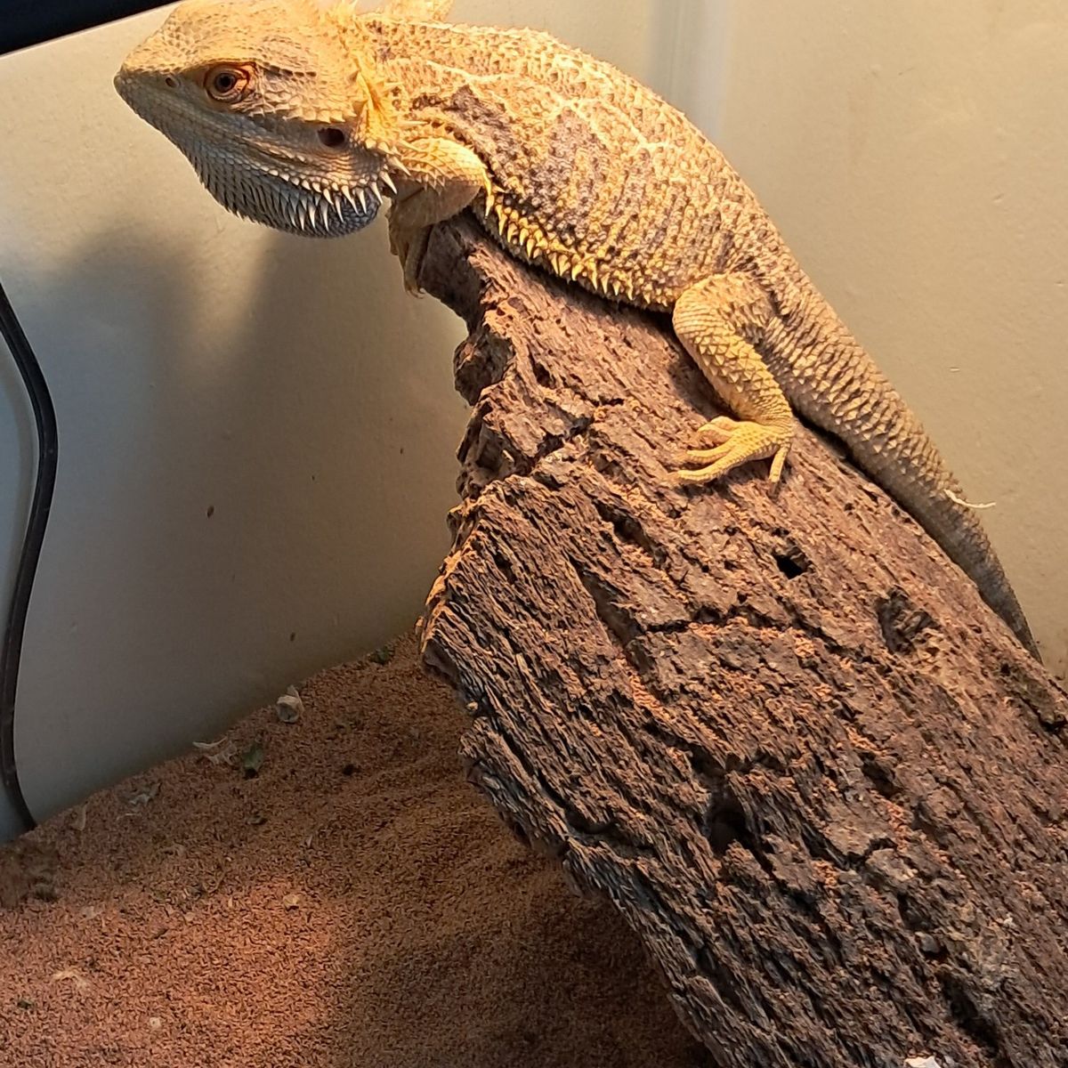 Adult Male Bearded Dragon