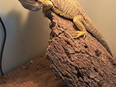 Adult Male Bearded Dragon