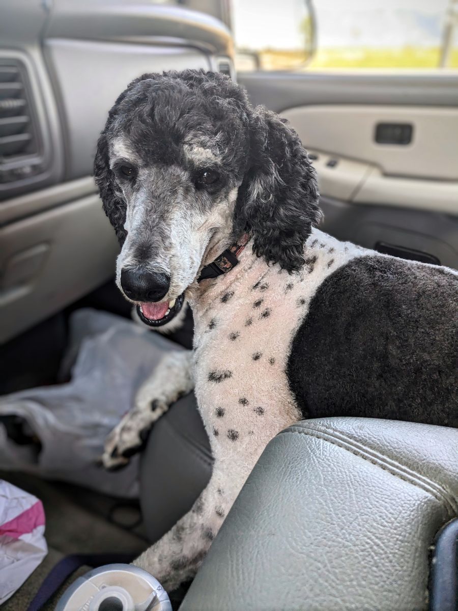 Sweet AKC Standard Poodle Female – 4 Yrs Old, Amazing with Kids!