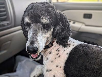 Sweet AKC Standard Poodle Female – 4 Yrs Old, Amazing with Kids!