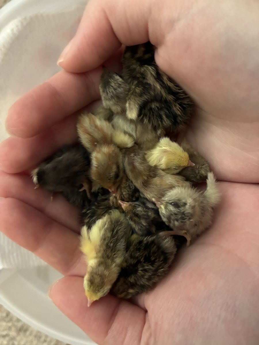 Fresh Button Quail Chicks