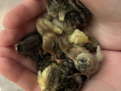 Fresh Button Quail Chicks