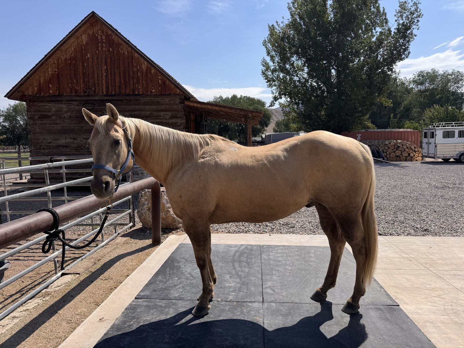 24 yo Gelding
