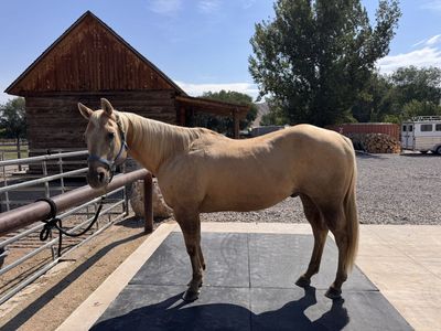 24 yo Gelding