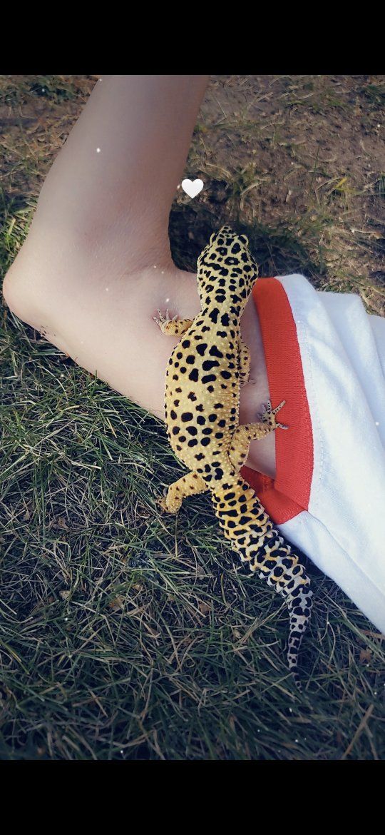 Leopard Gecko
