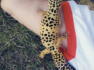 Leopard Gecko