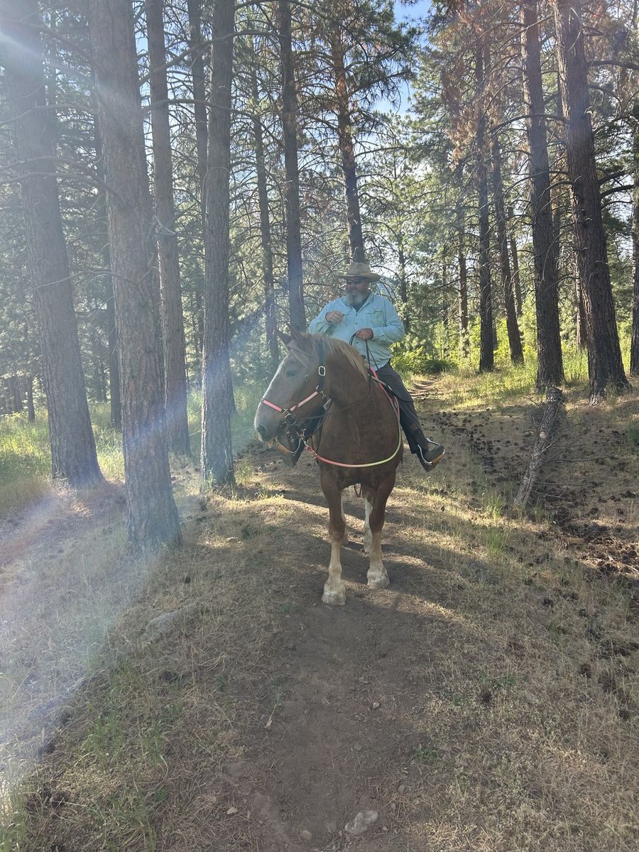 Belgian Draft Mare