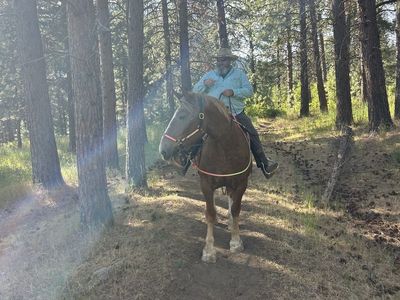 Belgian Draft Mare