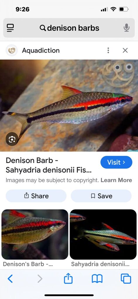 Im Looking For Denison Barbs