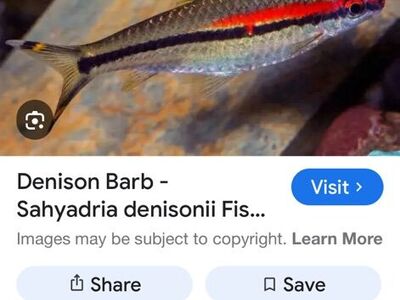 Im Looking For Denison Barbs