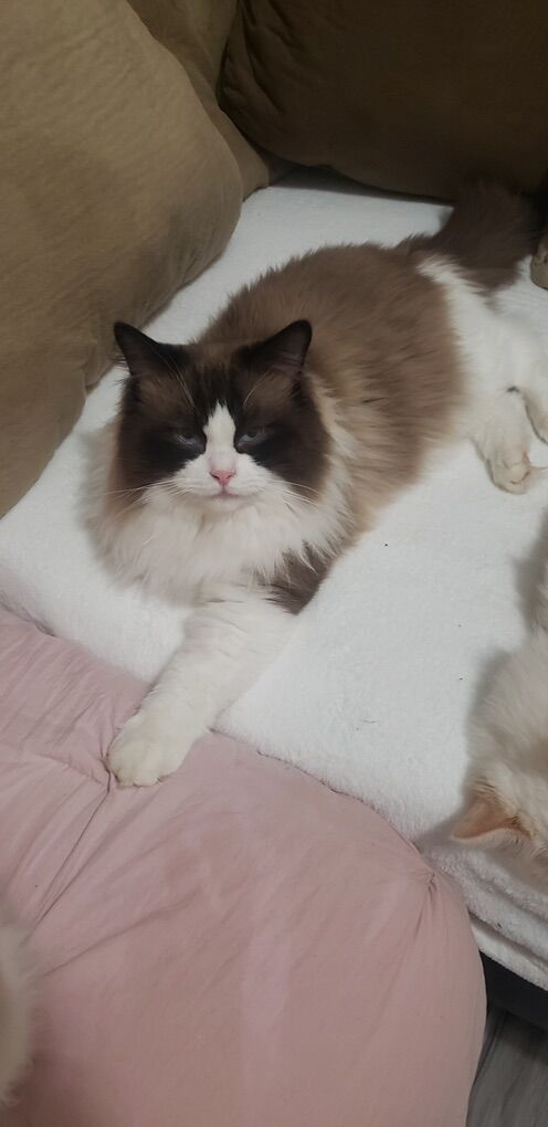 1 Ragdoll for Breeding TICA And CFA Certified