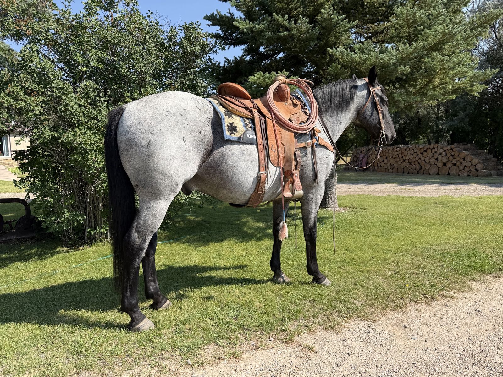 12 Year Old Ranch Gelding