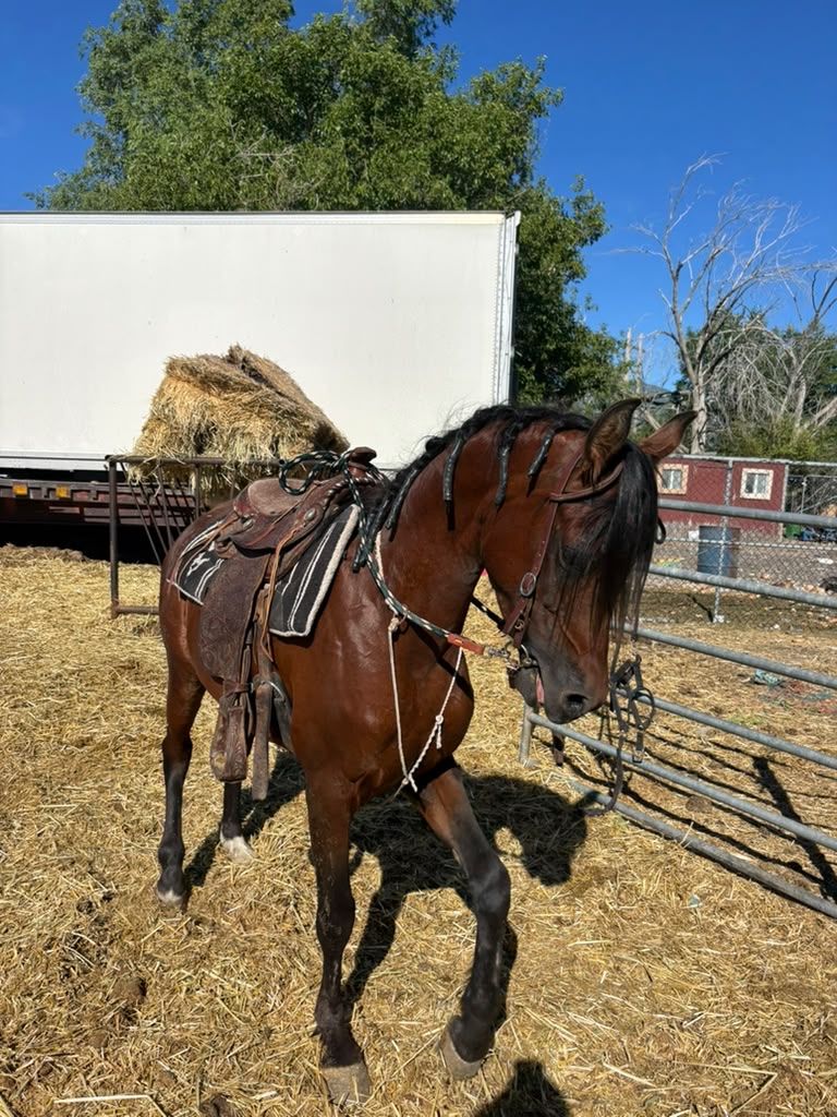 For Sale: 3-Year-Old Purebred Arabian Gelding/Stallion