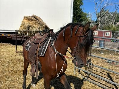 For Sale: 3-Year-Old Purebred Arabian Gelding/Stallion