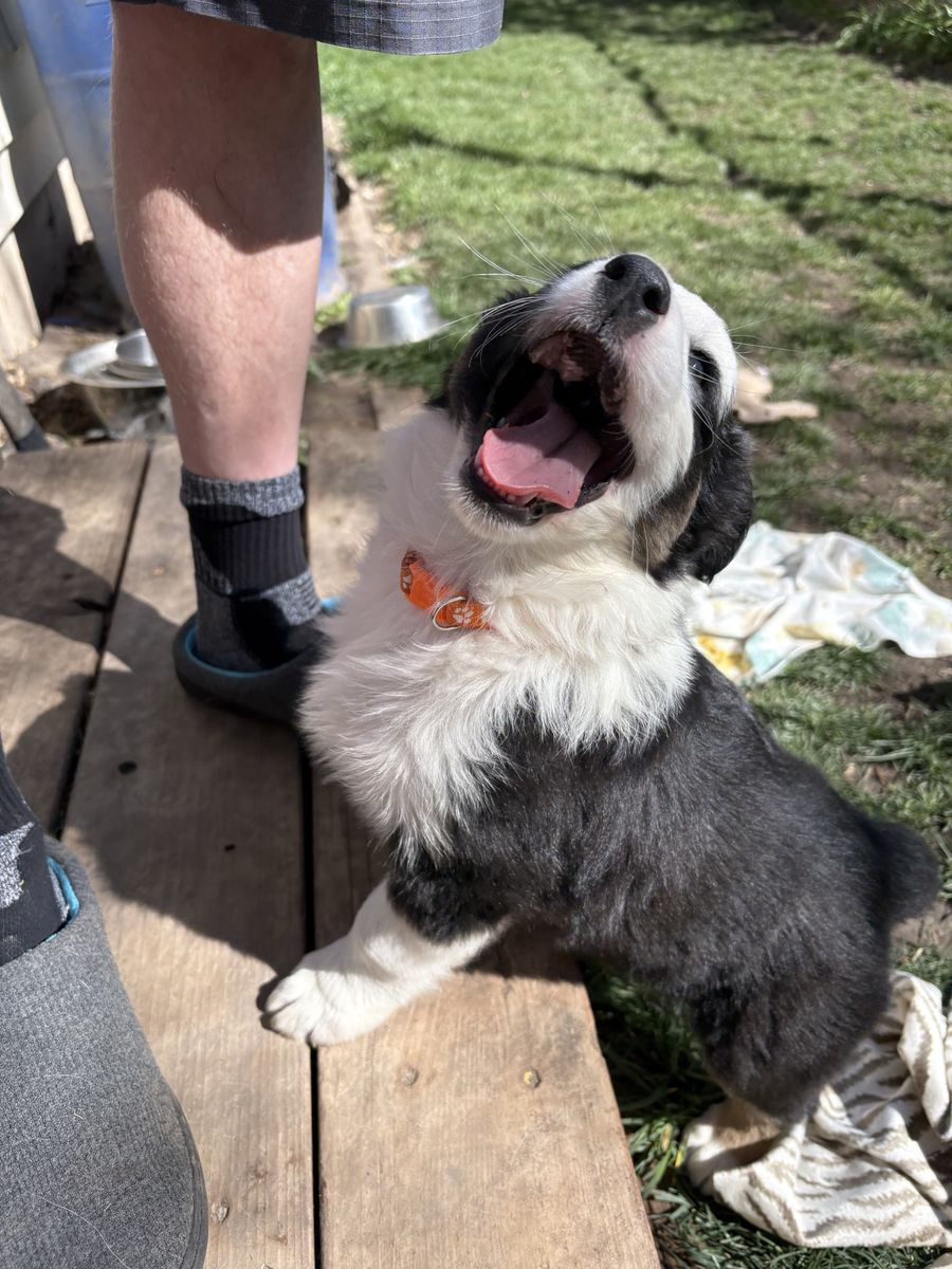 Australian shepherds
