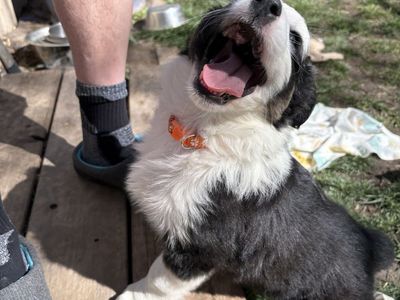 Australian shepherds