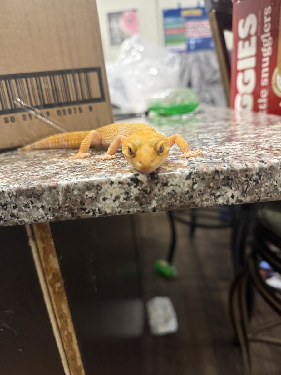 Leopard gecko