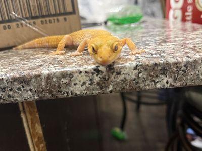 Leopard gecko