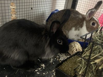 Two Female Pet Rabbits