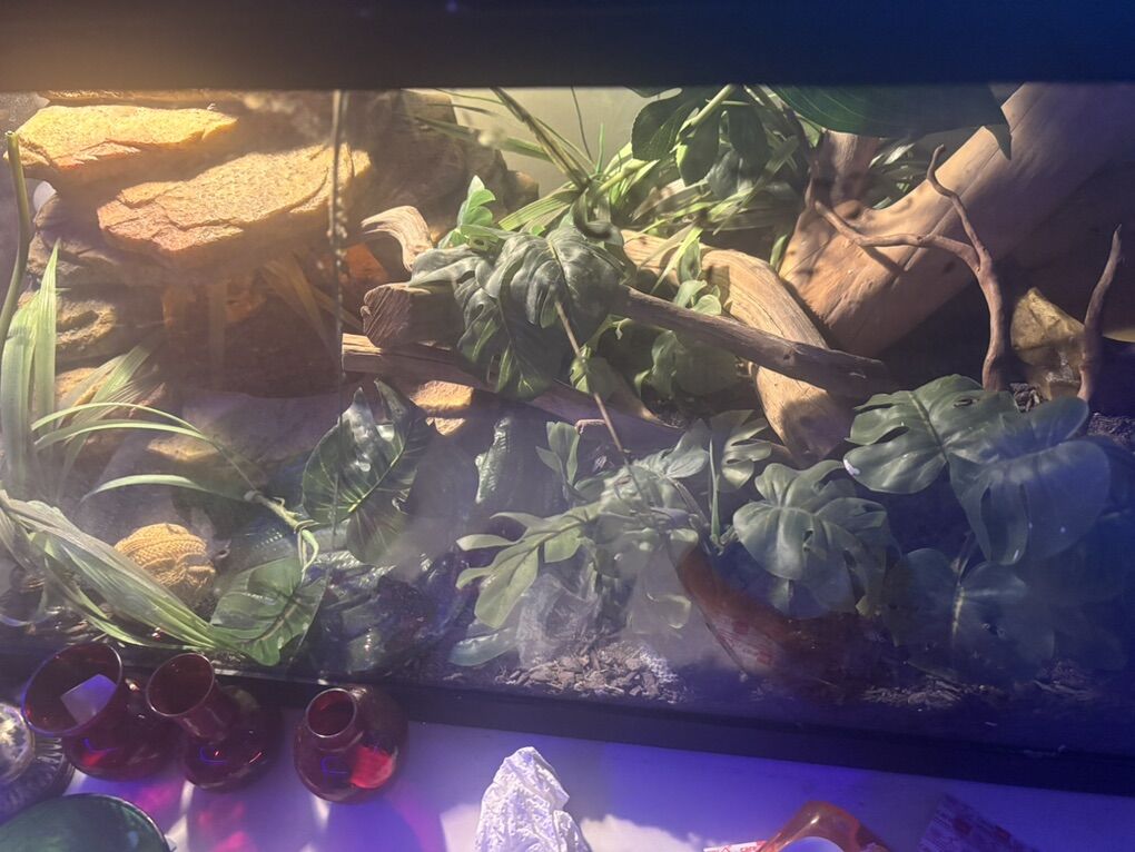40 gal ball python female