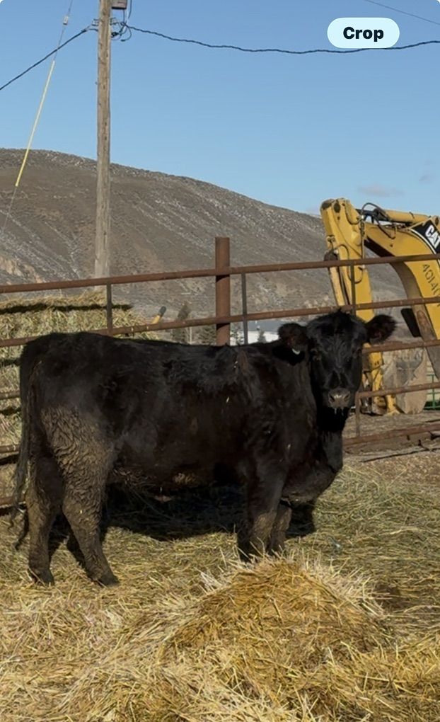 Bred First Calf Heifer