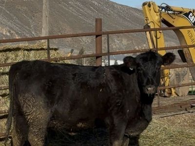 Bred First Calf Heifer