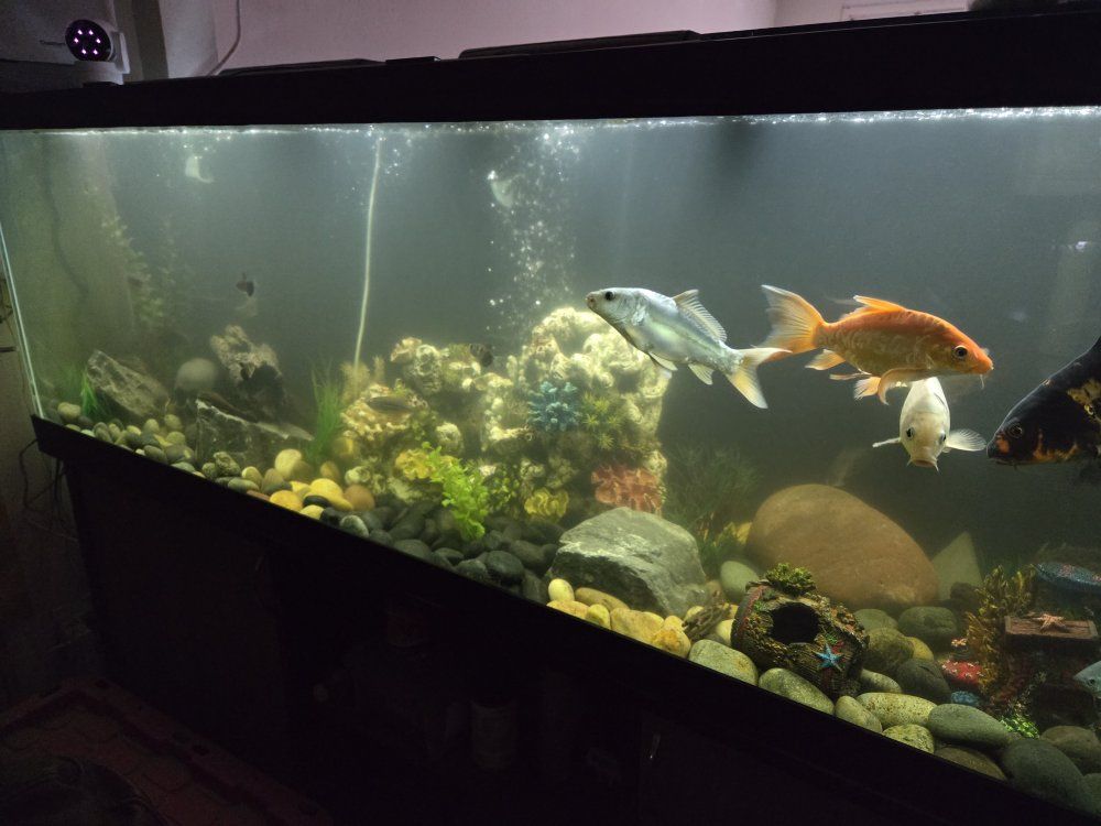 Free tropical fish community (fish only)