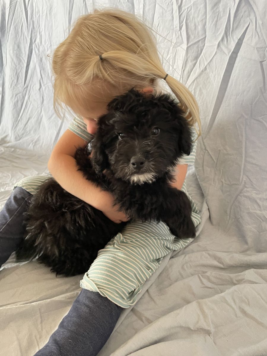 Male mini aussie doodle (last one!!)