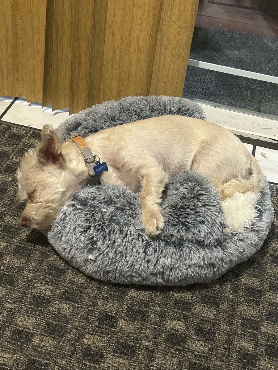 Chihuahua Poodle mix