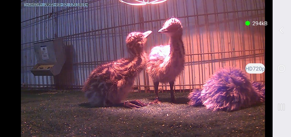 EMU CHICKS