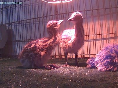 EMU CHICKS