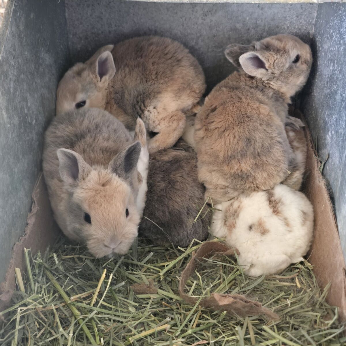 purebred standard rex babies ready  3/5/26