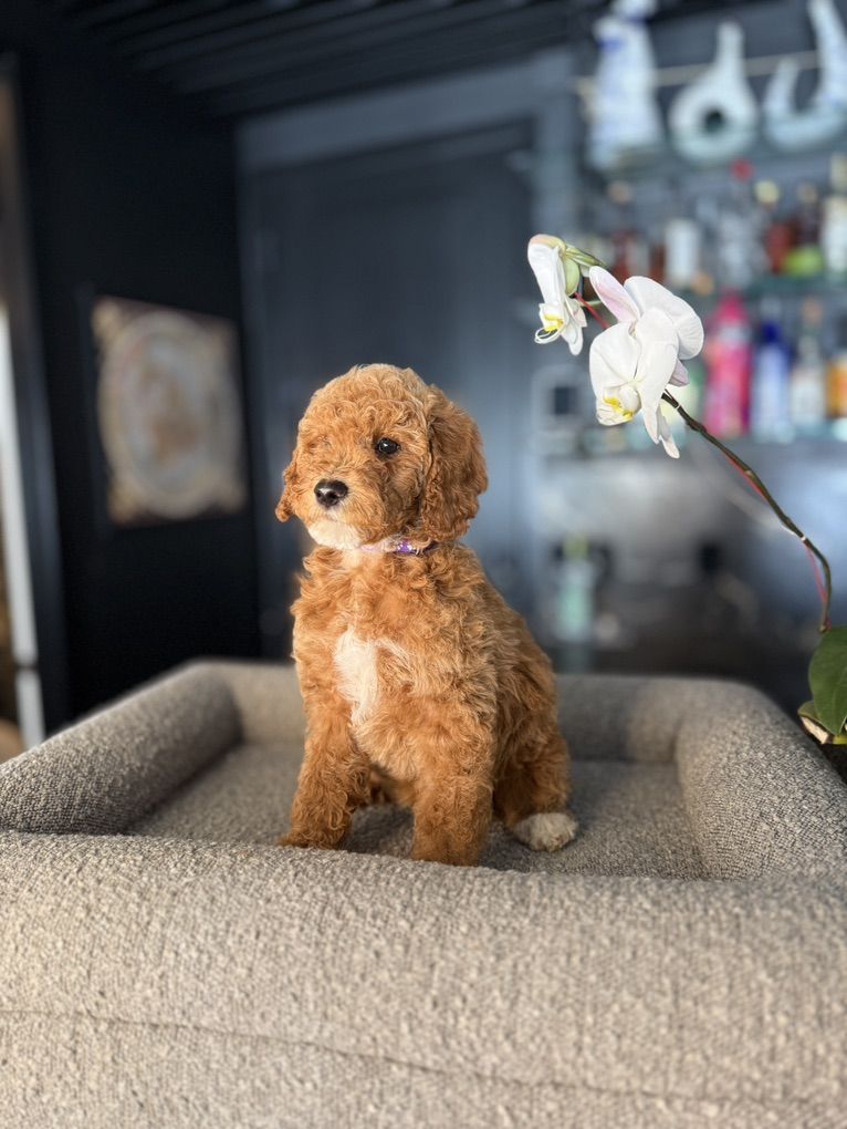 Sweetest Mini Goldendoodle Puppies