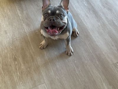AKC Lilac Cream Male French Bulldog Puppy Almost a year old