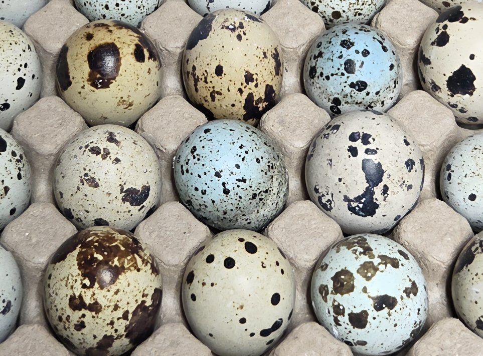 Jumbo coturnix Quail eggs Eating and hatching.