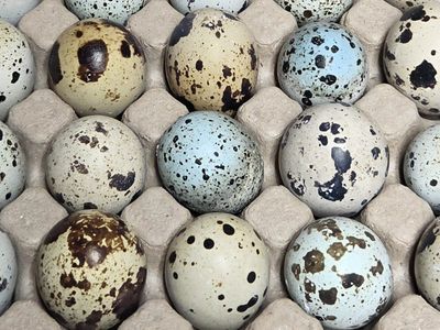 Jumbo coturnix Quail eggs Eating and hatching.