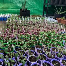 Tomato and Tomatillo Starts!