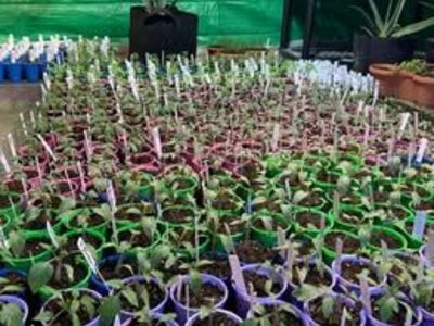 Tomato and Tomatillo Starts!