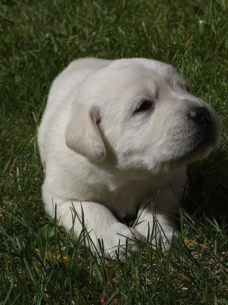akc English lab